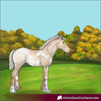 Horse Color:White Spotted Silver Grullo Pearl Appaloosa 