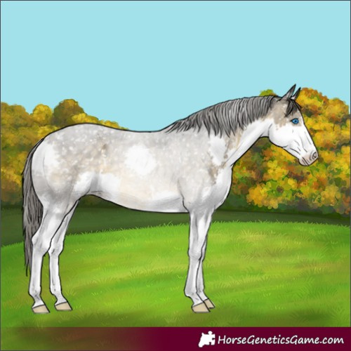 Horse Color:Buckskin Splash Snowflake Varnish