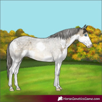 Horse Color:Buckskin Splash Snowflake Varnish