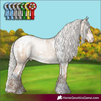 Horse Color:White Spotted Silver Grullo Pearl Appaloosa