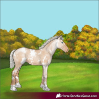 Horse Color:White Spotted Silver Grullo Pearl Appaloosa