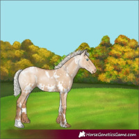 Horse Color:White Spotted Silver Grullo Pearl Appaloosa 