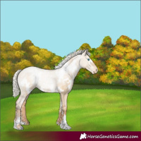 Horse Color:White Spotted Silver Grullo Pearl Appaloosa