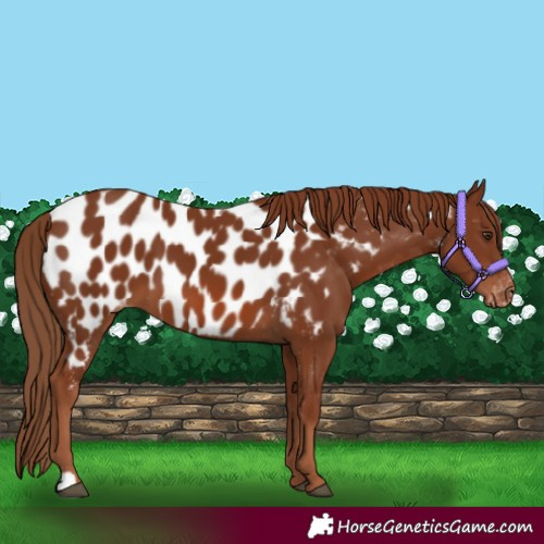 Horse Color:Chestnut Appaloosa