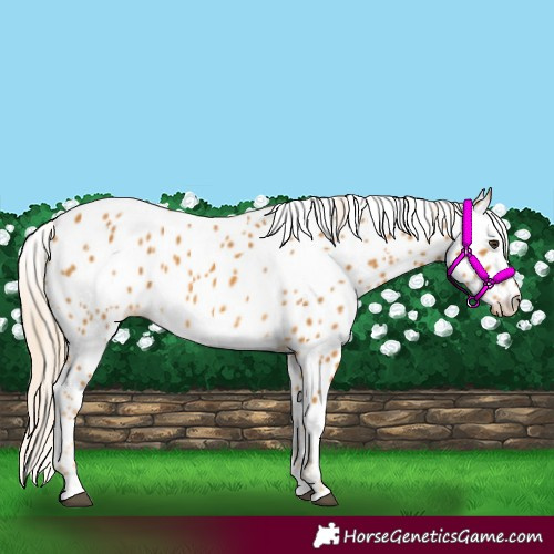 Horse Color:Palomino Appaloosa