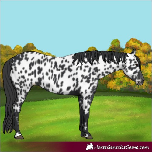 Horse Color:Black Appaloosa 