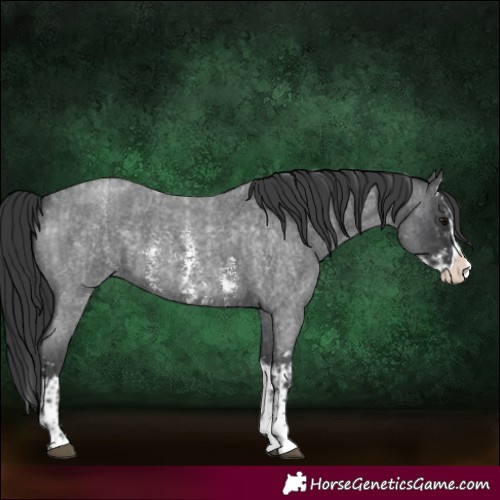 Horse Color:Blue Roan Sabino Splash  and Blue Roan Sabino Splash 
