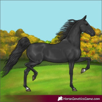 Horse Color:Black 