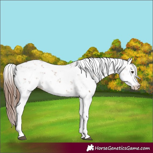 Horse Color:Chestnut Sabino 