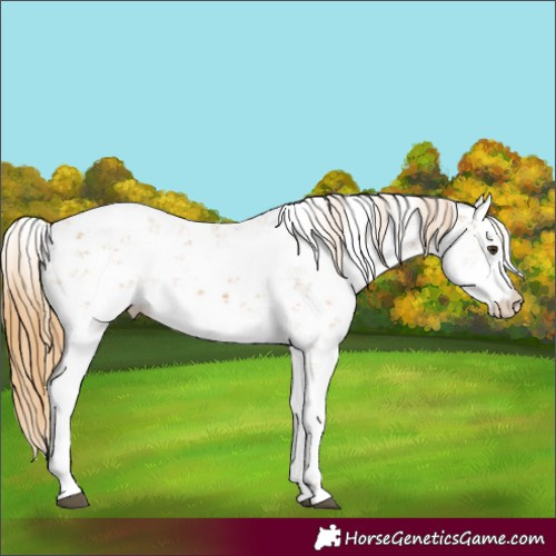Horse Color:Chestnut Sabino 