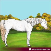 Horse Color:Chestnut Sabino