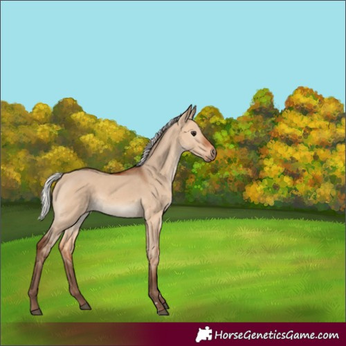 Horse Color:Silver Bay Dun 