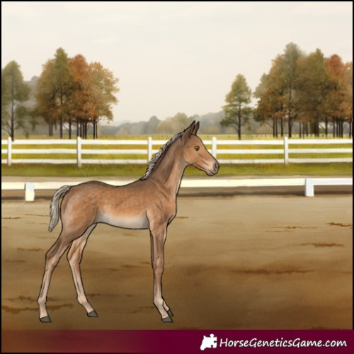 Horse Color:Chocolate Palomino 