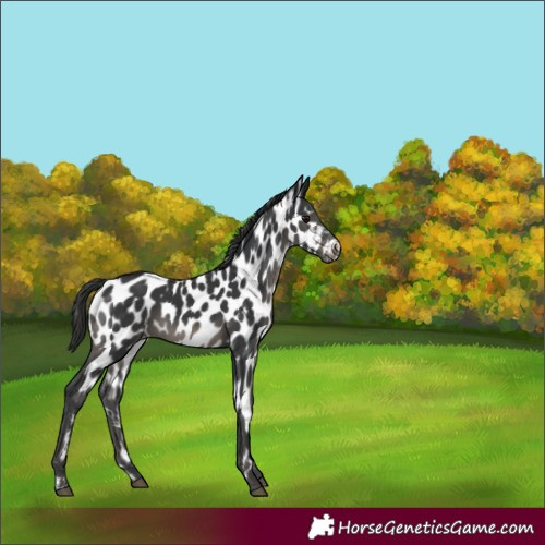 Horse Color:Black Appaloosa 