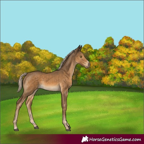 Horse Color:Chocolate Palomino 