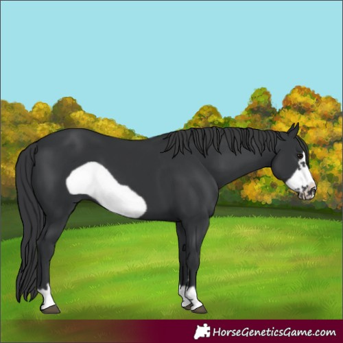 Horse Color:Black Frame 