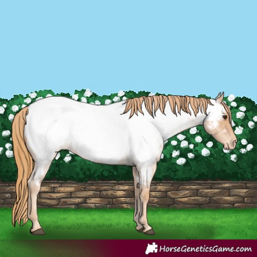 Horse Color:Red Roan Appaloosa 