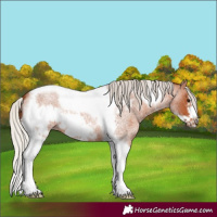 Horse Color:Silver Bay Roan Tobiano Frame 