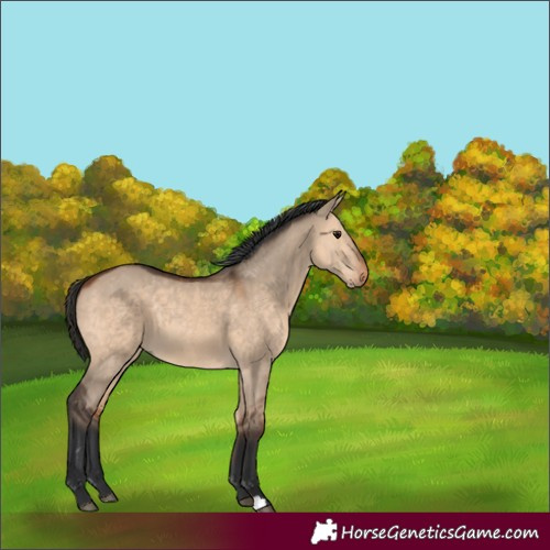 Horse Color:Bay Dun 