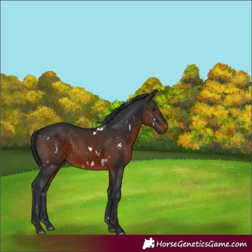 Horse Color:White Spotted Brown Rabicano 