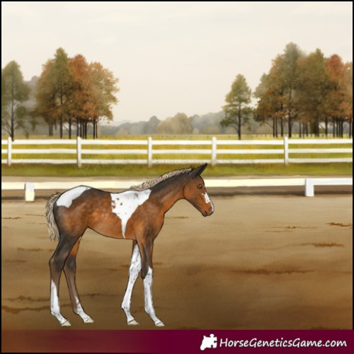 Horse Color:Chocolate Palomino Tobiano Rabicano 