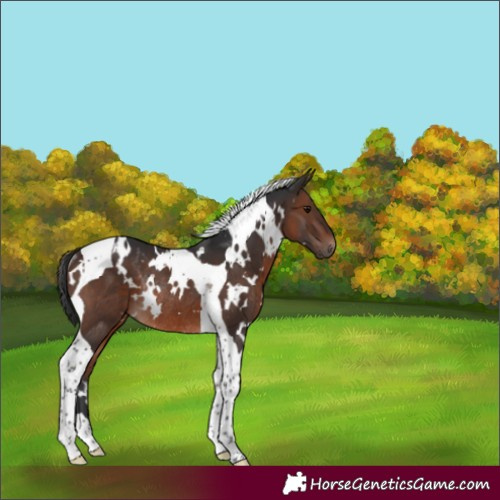 Horse Color:White Spotted Brown Tobiano Rabicano 