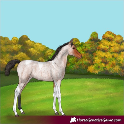 Horse Color:Bay Roan Tobiano 