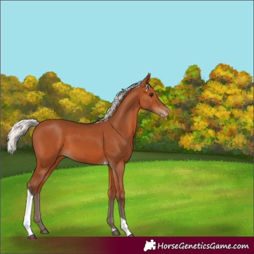 Horse Color:Silver Bay Tobiano Varnish Rabicano 