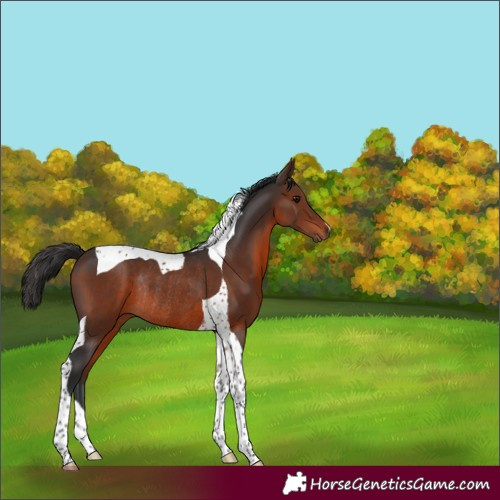 Horse Color:Brown Tobiano Rabicano 