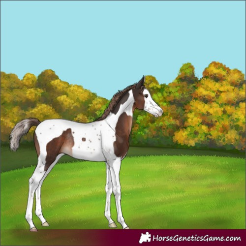 Horse Color:Liver Chestnut Splash Tobiano Varnish Rabicano 