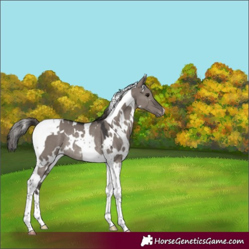 Horse Color:White Spotted Smoky Grullo Tobiano Varnish Rabicano 