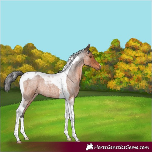 Horse Color:Brown Roan Tobiano 