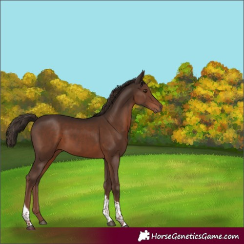 Horse Color:Liver Chestnut Tobiano 