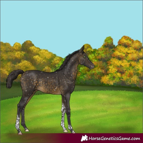 Horse Color:Buckskin Tobiano Snowflake Varnish Rabicano 