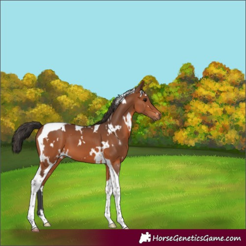 Horse Color:White Spotted Bay Tobiano 