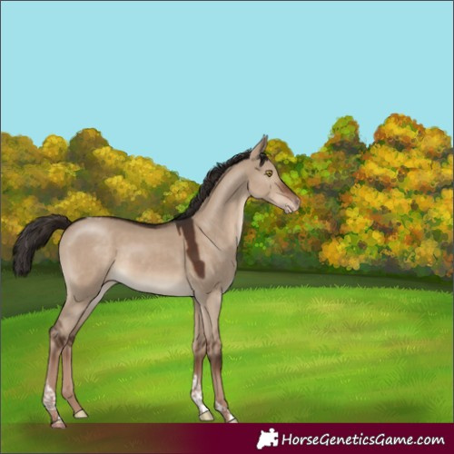 Horse Color:Liver Red Dun Tobiano Appaloosa 