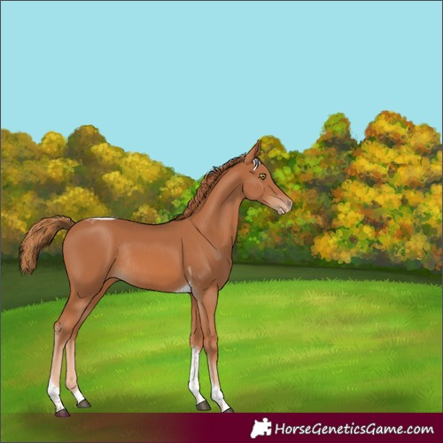 Horse Color:Chestnut Tobiano Varnish Rabicano 