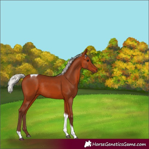 Horse Color:Silver Bay Tobiano Rabicano 