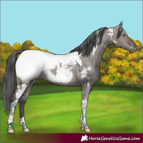 Horse Color:White Spotted Grullo Tobiano Appaloosa Rabicano 