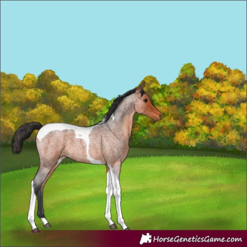Horse Color:Bay Roan Tobiano 