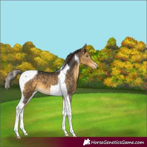 Horse Color:Buckskin Mushroom Tobiano Appaloosa 