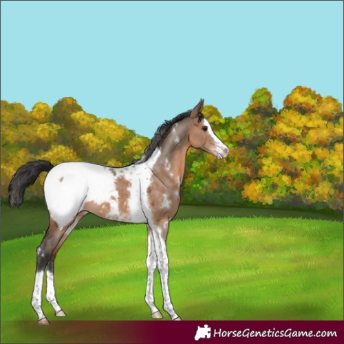 Horse Color:White Spotted Brown Dun Splash Tobiano Appaloosa 