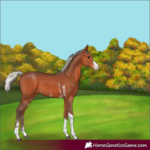 Horse Color:Silver Brown Sabino Tobiano Varnish 