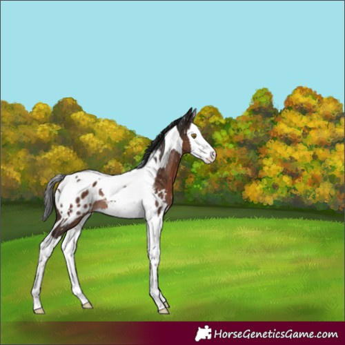 Horse Color:Liver Chestnut Splash Tobiano Appaloosa Rabicano 