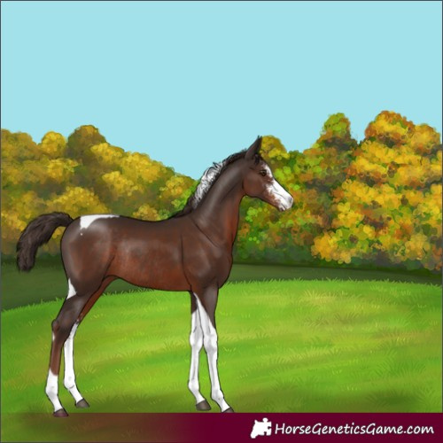 Horse Color:Liver Chestnut Sabino Tobiano Rabicano 