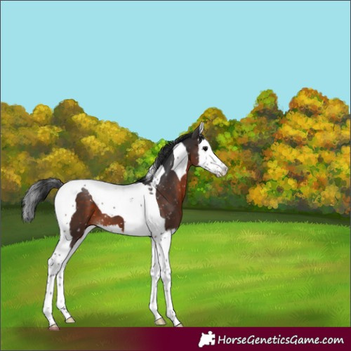 Horse Color:Brown Splash Tobiano Appaloosa 