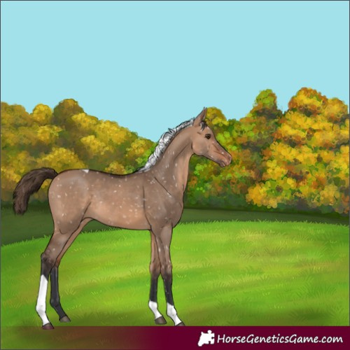 Horse Color:Bay Dun Tobiano Snowflake Varnish Rabicano 