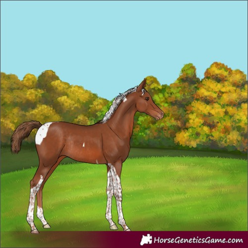 Horse Color:Chestnut Tobiano Varnish Rabicano 