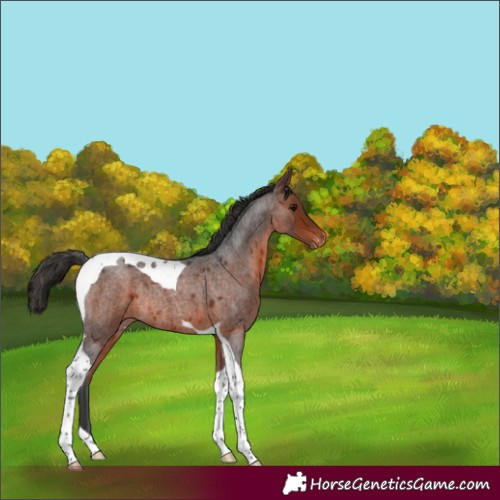Horse Color:Bay Roan Tobiano Varnish Rabicano 