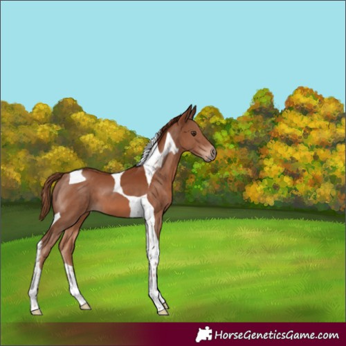 Horse Color:Chestnut Tobiano 
